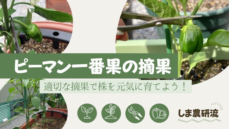 ピーマン一番果摘果のアイキャッチ