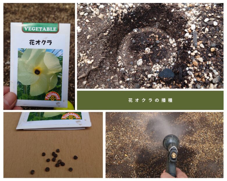 地植え花オクラ播種観察
