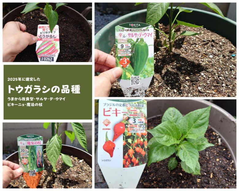2025年栽培するトウガラシの品種