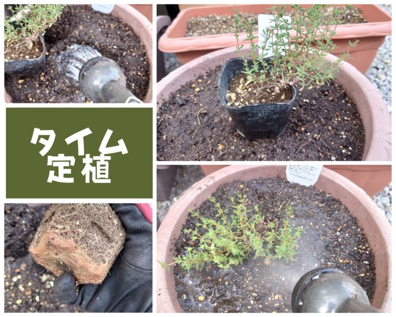 タイム定植観察