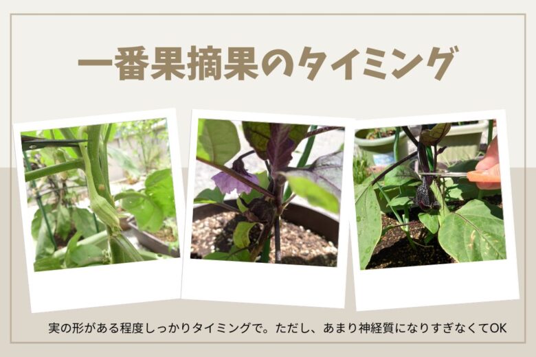摘果前のナスの一番果。