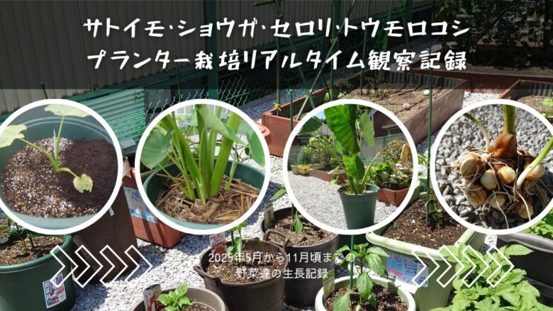 サトイモとトウモロコシとショウガの観察記録
