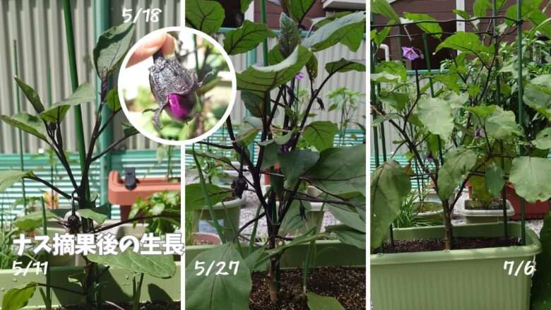 5月~7月の摘果後のナスの生長の様子