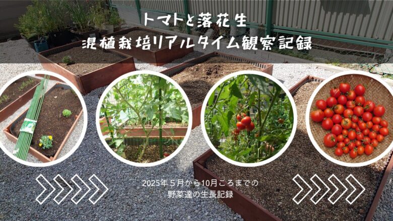 トマトと落花生の混植栽培観察記録