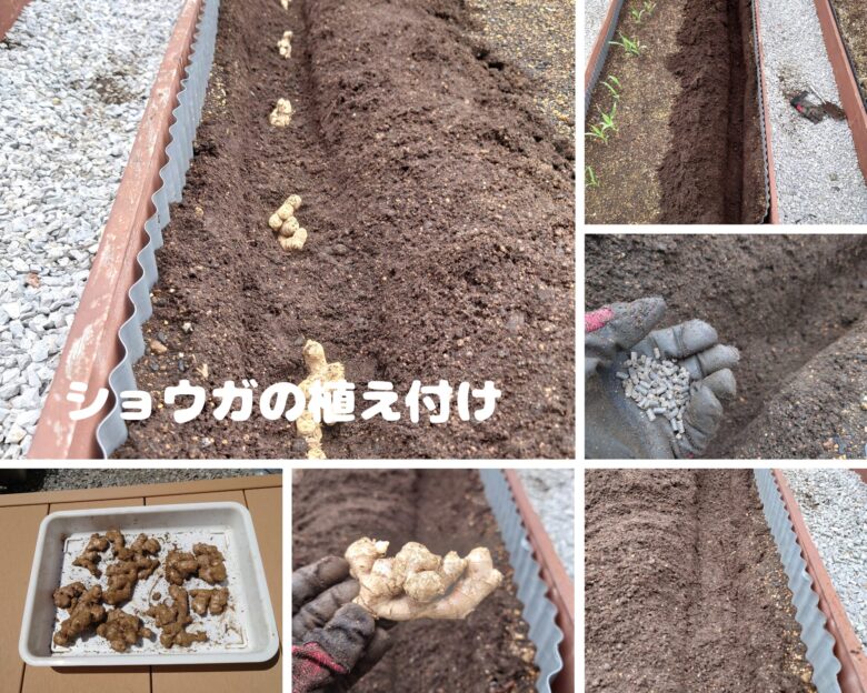 三州生姜の植え付け