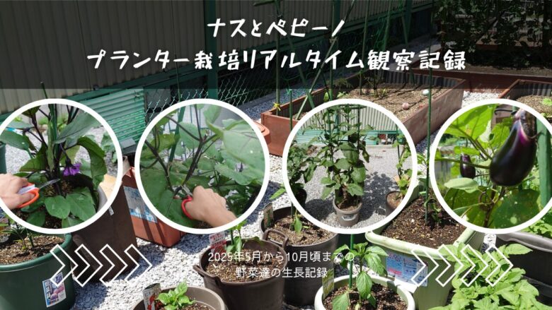 ナスとペピーノの観察記録