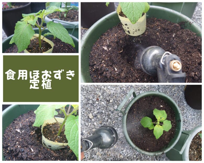 キャンディーランタンの定植の様子