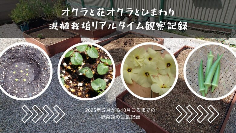 オクラと花オクラとひまわりの混植栽培観察