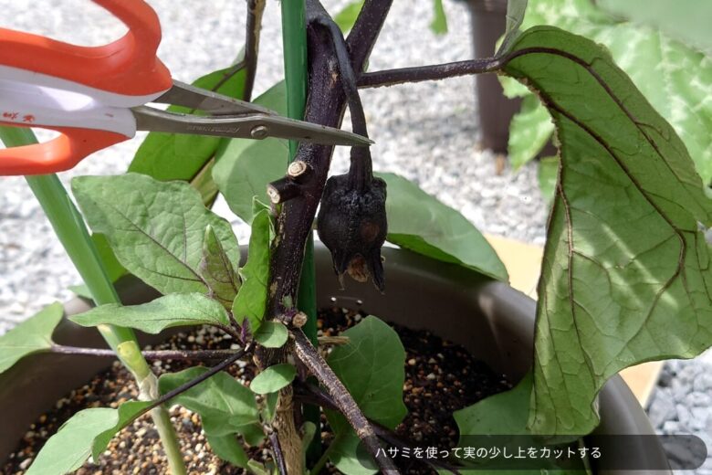 一番果を摘果する様子