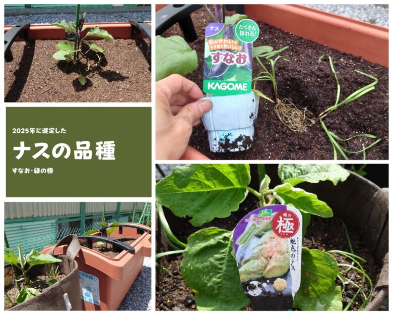 2025年育てるナスの品種