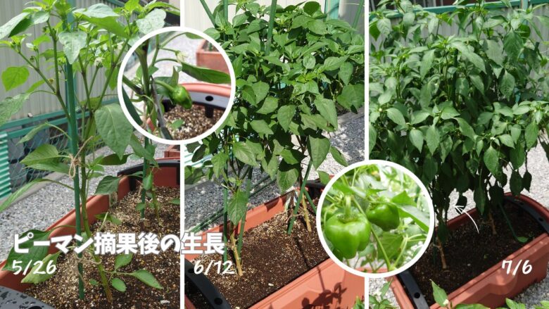 ピーマンの摘果後の生長