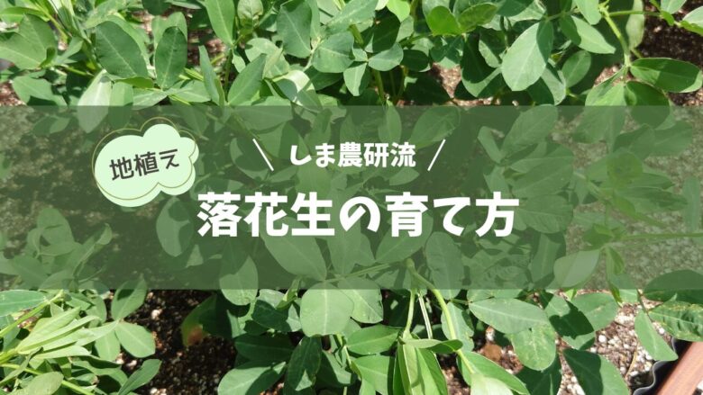 地植えでの落花生の育て方のアイキャッチ