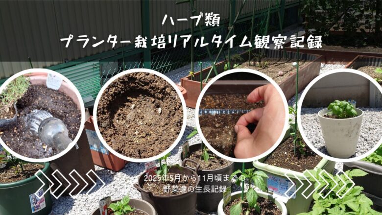 2025年ハーブ類プランター栽培観察