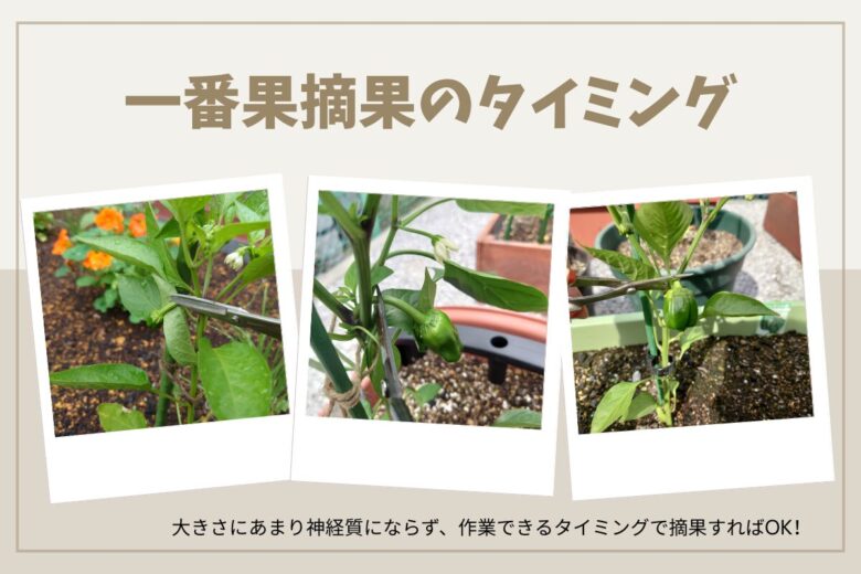 ピーマンの一番果摘果のタイミング