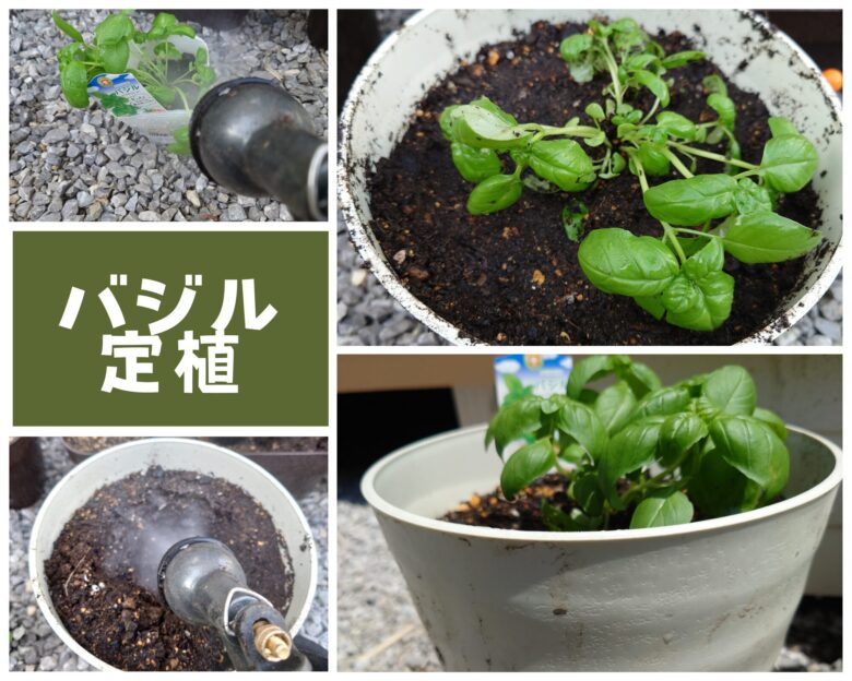 バジル定植観察
