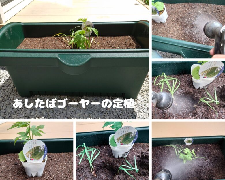 あしたばゴーヤーの定植の様子