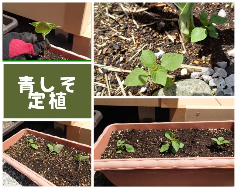 青シソ定植観察