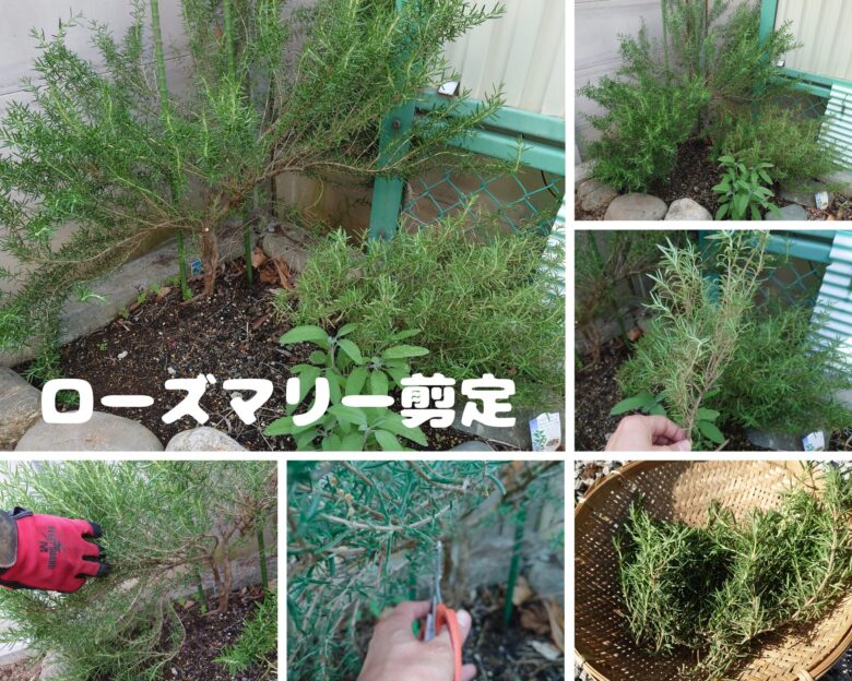 ローズマリーの剪定観察