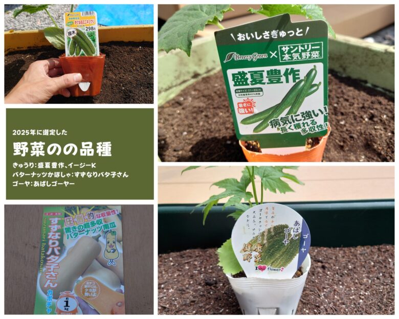 2025年に選定したきゅうりとバターナッツかぼちゃとゴーヤの品種