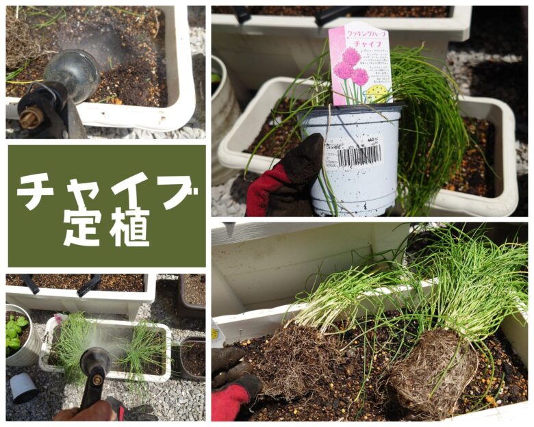 チャイブ定植観察