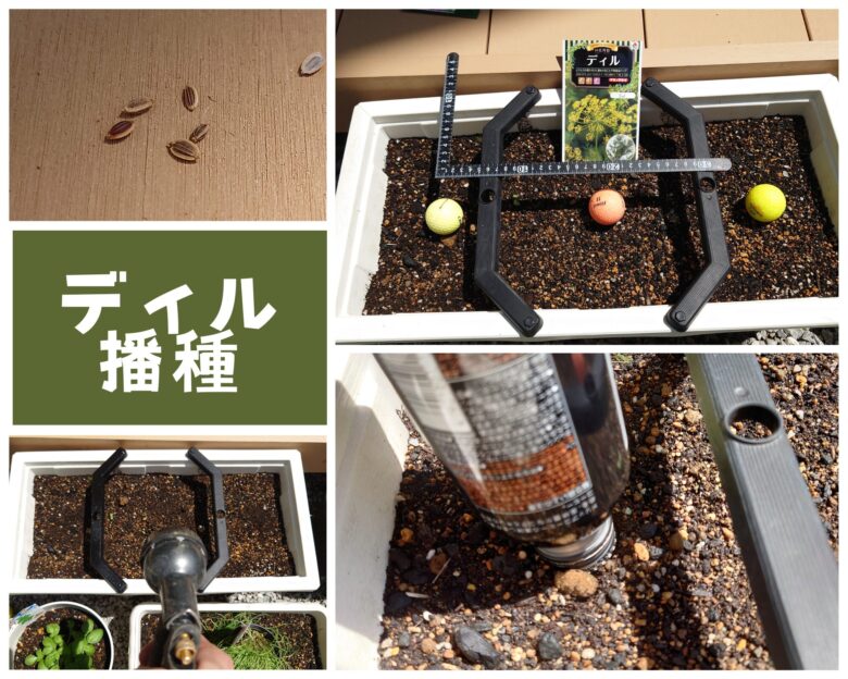 ディル播種観察