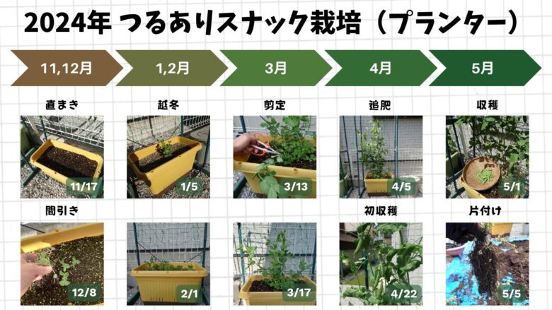 2024年のスナップエンドウをプランターで育てた時の栽培記録。植え付けから越冬、剪定、収穫までの手順が写真付きで整理されている。