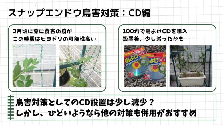 スナップエンドウに鳥害が発生し、対策として100円ショップの鳥よけCDを設置した様子。効果検証の記録。