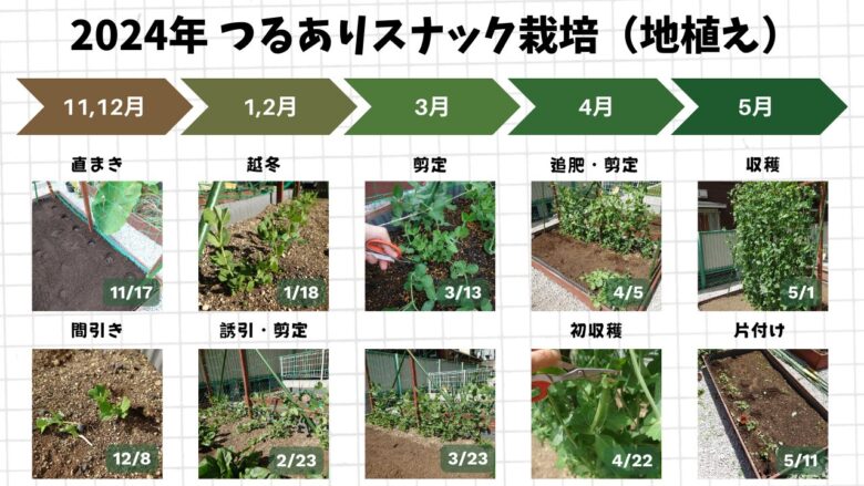 2024年のスナップエンドウをプランターで育てた時の栽培記録。植え付けから越冬、剪定、収穫までの手順が写真付きで整理されている。