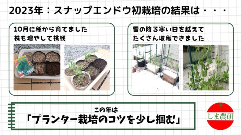 2023年のスナップエンドウ栽培記録。雪の降る環境でもプランターで収穫できた結果を写真付きでまとめたもの。