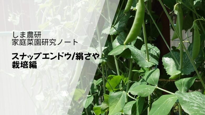 スナップエンドウと絹さやの栽培レポートのアイキャッチ画像。家庭菜園で育った緑の莢と葉が写り、しま農研の研究ノートシリーズとして紹介されている。