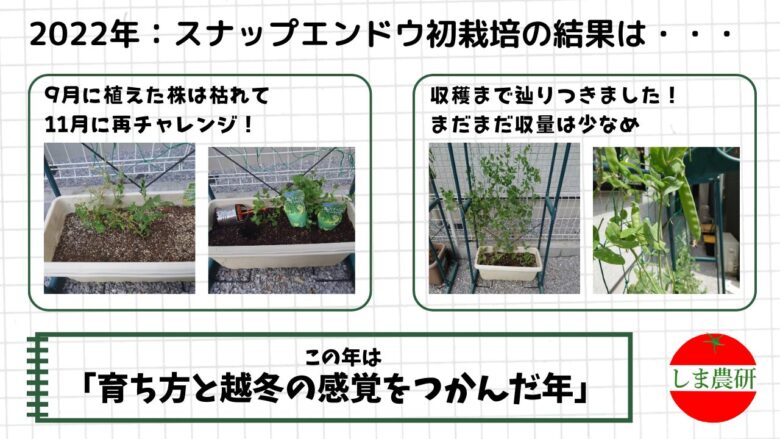 2022年スナップエンドウの初期栽培レポート。失敗した株や少ない収穫など、栽培初年度の経験が写真で紹介されている。