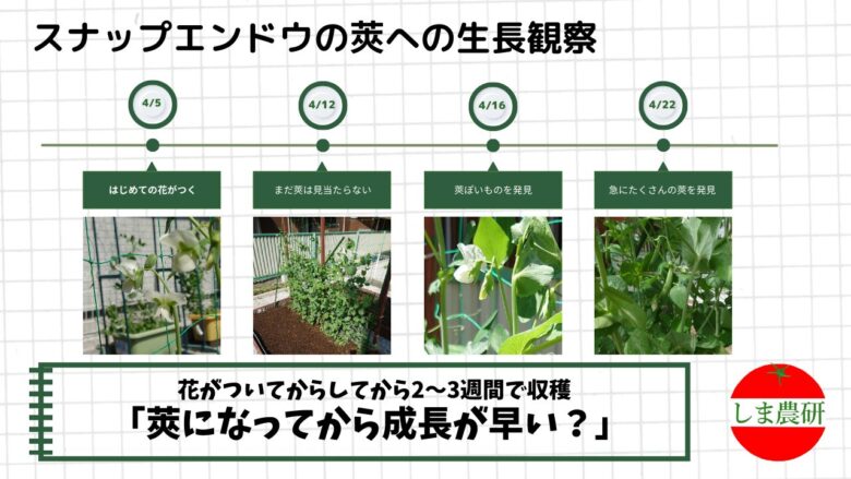 スナップエンドウの花から収穫までの成長過程を4月のタイムライン形式でまとめた観察記録。