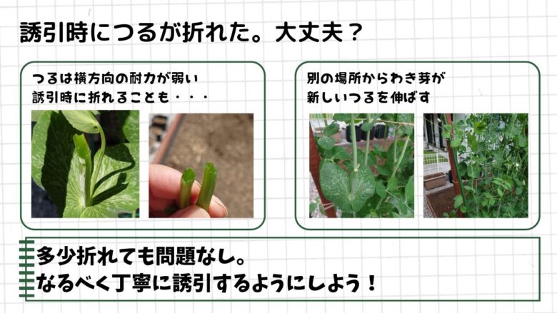 スナップエンドウの誘引時に折れたつるの写真と、その後わき芽から新しいつるが伸びて回復した様子。
