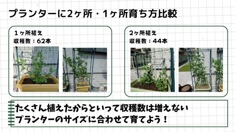 プランターに1株植えた場合と2株植えた場合のスナップエンドウの育ち方比較。収穫数は1株植えのほうが多い様子。