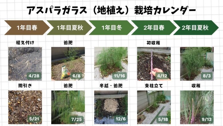アスパラガス地植え栽培の1年目から2年目までの成長カレンダー画像