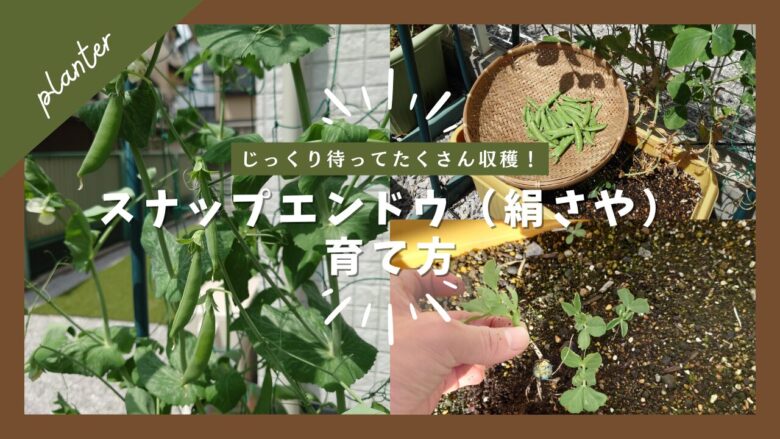 プランターで育てたスナップエンドウ（絹さや）の育て方を紹介するアイキャッチ画像。生育中のつる、収穫したさや、間引きの様子などがコラージュされ、"じっくり待ってたくさん収穫！スナップエンドウ（絹さや）育て方" の文字が入っている。