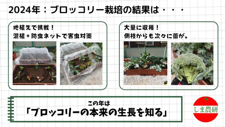 防虫ネットと混植で地植え栽培したブロッコリーの生育と大量収穫の記録