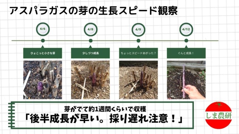 アスパラガスの芽が出てから収穫までの成長スピードを観察した記録画像