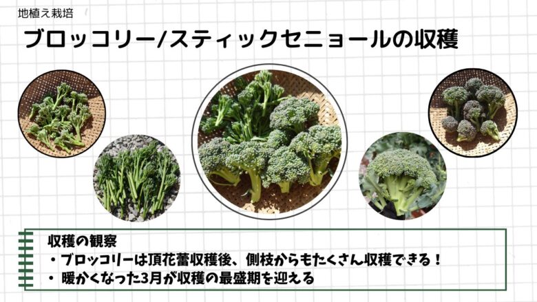 地植えで育てたブロッコリーとスティックセニョールの頂花蕾と側枝を収穫した様子をまとめた記録画像