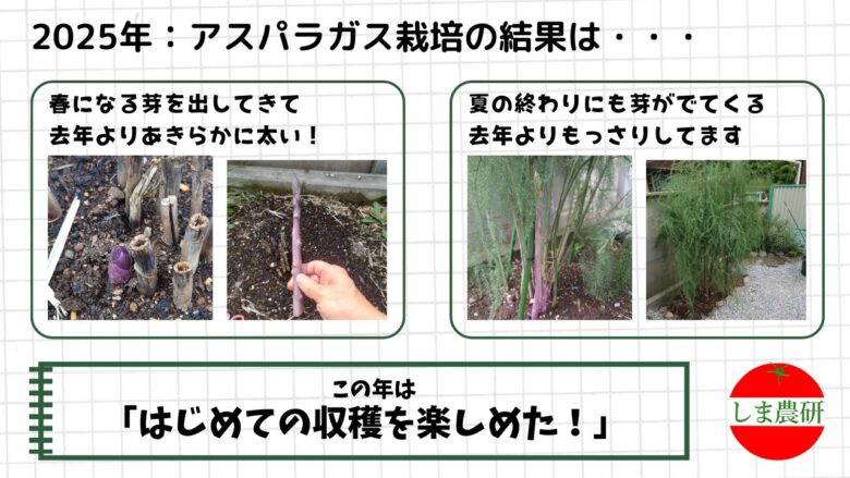 2025年アスパラガス栽培の初収穫と株の成長をまとめた画像