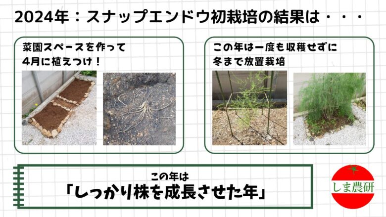 2024年のアスパラガス初栽培で株を育てた様子をまとめた画像