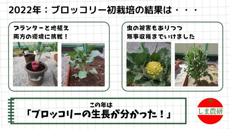 プランターと地植えで育てたブロッコリーの初栽培記録と収穫の様子
