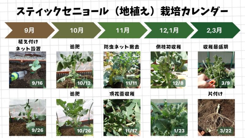 地植えしたスティックセニョールを9月の定植から3月の側枝収穫・片付けまで時系列で観察した栽培カレンダー画像