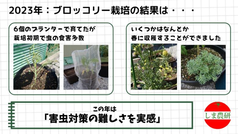 害虫対策をしながら育てたプランター栽培のブロッコリーと収穫の記録