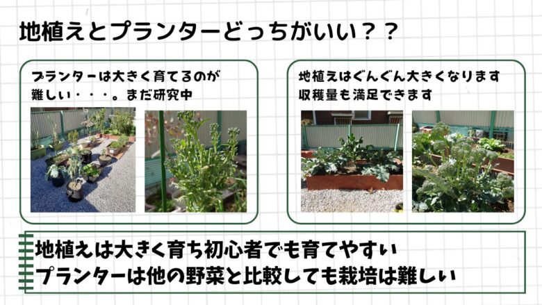 ブロッコリーとスティックセニョールを地植えとプランターで育てた生長と収穫量の比較観察画像