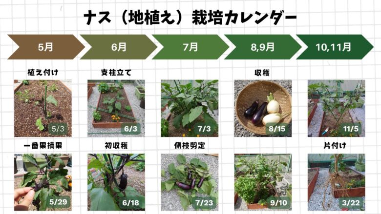 プランターと地植えで育てたナスの植え付けから収穫、片付けまでの成長過程を時系列でまとめた栽培記録画像