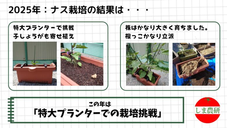 特大プランターで子しょうがと寄せ植えしたナスの生育と根の様子を観察した家庭菜園の記録画像