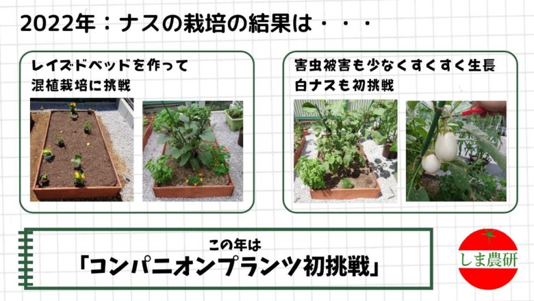 レイズドベッドで混植栽培したナスと白ナスの生育を観察した家庭菜園の記録画像