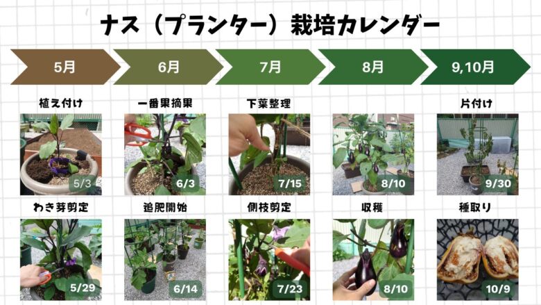 プランターで育てたナスの植え付けから収穫、片付け、種取りまでを時系列でまとめた成長記録画像