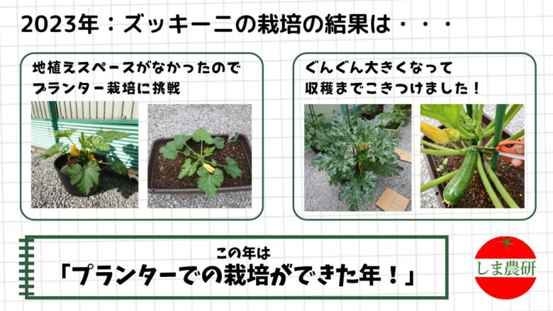 プランターに植えたズッキーニが生長し始めた初期の様子を記録した観察画像